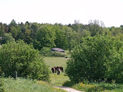 Drastrup SKOV